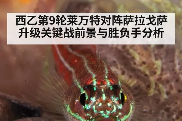 西乙第9轮莱万特对阵萨拉戈萨升级关键战前景与胜负手分析